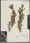 Foto von Salix repens subsp. rosmarinifolia (L.) Andersson